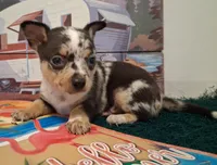 Cowboy MERLE & BLUE EYE!, a male Chihuahua for sale in Winnsboro, TX – 9 of 10