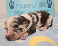 Cowboy SMALL MERLE!, a male Chihuahua for sale in Winnsboro, TX – 9 of 10