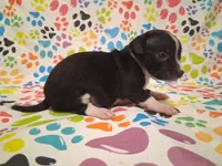 Tux SMALL!, a male Chihuahua for sale in Winnsboro, TX – 5 of 10