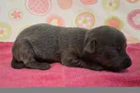 Kitty BLUE TRICOLOR!, a female Chihuahua for sale in Winnsboro, TX – 3 of 10
