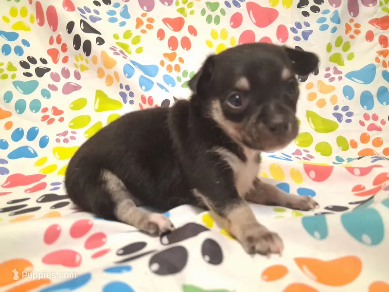 Mookie SMALL! – Chihuahua puppy for sale in Winnsboro, TX