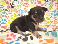 Mookie SMALL!, a male Chihuahua for sale in Winnsboro, TX – 1 of 10