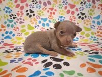 Sparkle BLUE & TINY!, a female Chihuahua for sale in Winnsboro, TX – 8 of 10