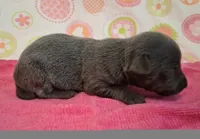 Kitty BLUE TRICOLOR!, a female Chihuahua for sale in Winnsboro, TX – 4 of 10