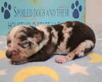 Cowboy SMALL MERLE!, a male Chihuahua for sale in Winnsboro, TX – 2 of 10