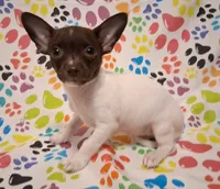 Lambie, a female Chihuahua for sale in Winnsboro, TX – 9 of 10