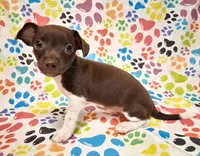 King, a male Chihuahua for sale in Winnsboro, TX – 6 of 9
