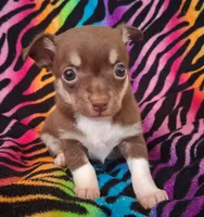 Chicka Chicka Boom Boom, a female Chihuahua for sale in Emory, TX – Photo 3 of 10