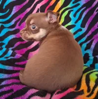 Chicka Chicka Boom Boom, a female Chihuahua for sale in Emory, TX – Photo 5 of 10