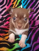 Chicka Chicka Boom Boom, a female Chihuahua for sale in Emory, TX – Photo 2 of 10