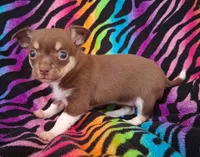 Chicka Chicka Boom Boom, a female Chihuahua for sale in Emory, TX – Photo 6 of 10