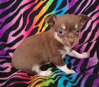 Chicka Chicka Boom Boom, a female Chihuahua for sale in Emory, TX – Photo 4 of 10