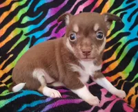 Chicka Chicka Boom Boom, a female Chihuahua for sale in Emory, TX – Photo 7 of 10