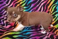 Chicka Chicka Boom Boom, a female Chihuahua for sale in Emory, TX – Photo 8 of 10