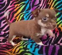Chicka Chicka Boom Boom, a female Chihuahua for sale in Emory, TX – Photo 10 of 10