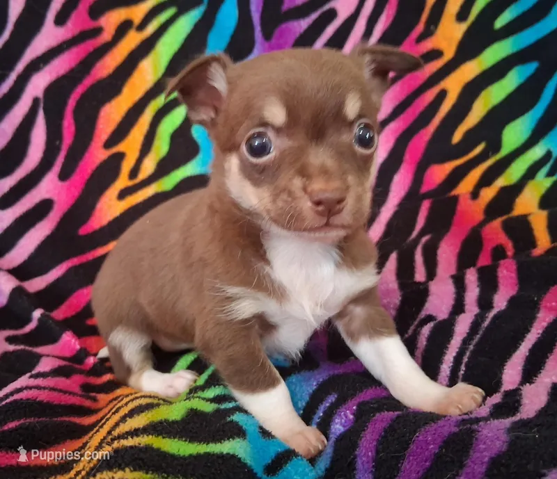 Chicka Chicka Boom Boom – Chihuahua puppy for sale in Emory, TX