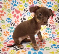 Coconut, a female Chihuahua for sale in Winnsboro, TX – 9 of 10