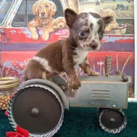 Sprinkles Small MERLE!, a female Chihuahua for sale in Winnsboro, TX – 10 of 10