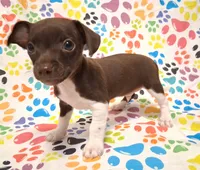 King, a male Chihuahua for sale in Winnsboro, TX – 3 of 9
