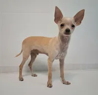 Fabulous Fabio $100 Off Cash Pick Up!, a male Chihuahua for sale in Winnsboro, TX – 7 of 10