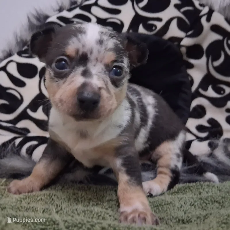 Cowboy SMALL MERLE! – Chihuahua puppy for sale in Winnsboro, TX