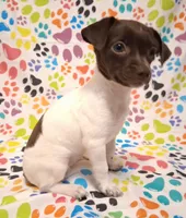 Snoopie, a female Chihuahua for sale in Winnsboro, TX – 8 of 9