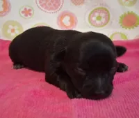 Jackie , a female Chihuahua for sale in Winnsboro, TX – 1 of 9