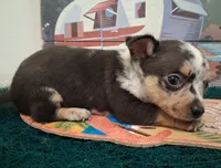 Cowboy MERLE & BLUE EYE!, a male Chihuahua for sale in Winnsboro, TX – 10 of 10