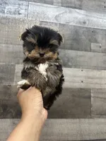 Bubbles , a female Yorkshire Terrier for sale in Royal Oak, MI – 1 of 4