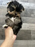 Bubbles , a female Yorkshire Terrier for sale in Royal Oak, MI – 3 of 4