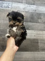 Bubbles , a female Yorkshire Terrier for sale in Royal Oak, MI – 2 of 4