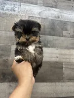 Bubbles , a female Yorkshire Terrier for sale in Royal Oak, MI – 4 of 4