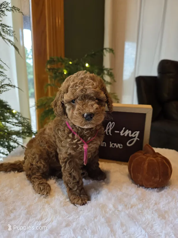 Gracie  – Miniature Goldendoodle puppy for sale in Bristol, TN