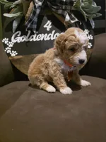 Orange collar , a male Miniature Goldendoodle for sale in Bristol, TN – 2 of 10