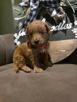 Red collar , a male Miniature Goldendoodle for sale in Bristol, TN – 4 of 10