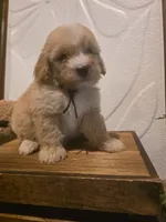 Black collar Micro Mini , a male Miniature Goldendoodle for sale in Bristol, TN – 3 of 7