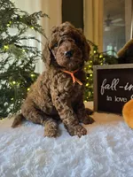 Charlie , a male Poodle - Miniature  for sale in Bristol, TN – 2 of 10