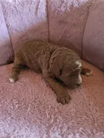 Minnie 🐾 Mini , a female Miniature Goldendoodle for sale in Bristol, TN – 8 of 10