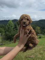 Cooper , a female Miniature Goldendoodle for sale in Bristol, TN – 5 of 10