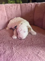Mickey 🐾Mini , a male Miniature Goldendoodle for sale in Bristol, TN – 7 of 10