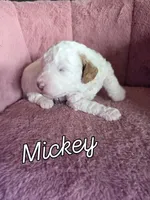 Mickey 🐾Mini , a male Miniature Goldendoodle for sale in Bristol, TN – 2 of 10