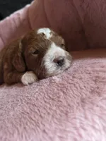 Belle 🐾 Mini , a female Miniature Goldendoodle for sale in Bristol, TN – 4 of 10
