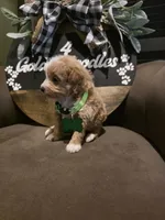 Green collar , a male Miniature Goldendoodle for sale in Bristol, TN – 6 of 10