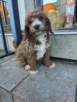 Tux , a male Poodle - Miniature  for sale in Bristol, TN – 3 of 7