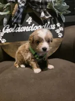 Green collar , a male Miniature Goldendoodle for sale in Bristol, TN – 5 of 10