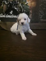 Blue collar micro mini , a male Miniature Goldendoodle for sale in Bristol, TN – 5 of 9