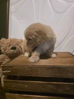 Black collar Micro Mini , a male Miniature Goldendoodle for sale in Bristol, TN – 4 of 7