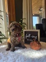 Sadie , a male Miniature Goldendoodle for sale in Bristol, TN – 3 of 10