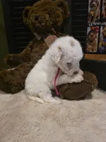 Pink girl , a female Miniature Goldendoodle for sale in Bristol, TN – 2 of 9