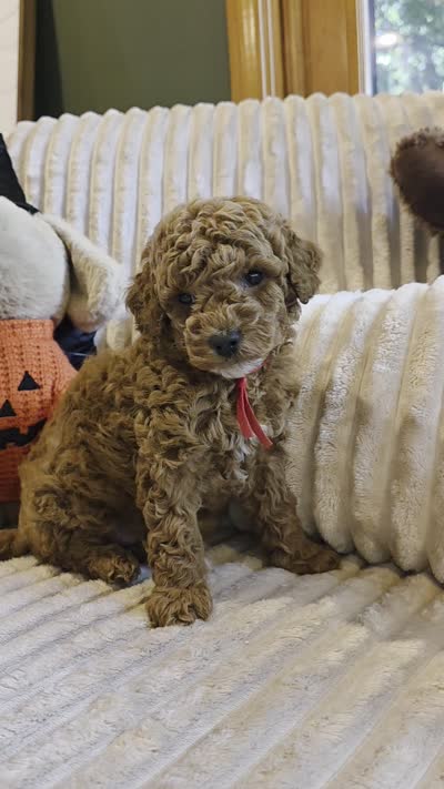 Cooper , a female Miniature Goldendoodle for sale in Bristol, TN – 9 of 10